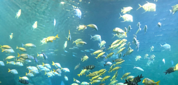 Fish In Aquarium by Lauren Kessler 